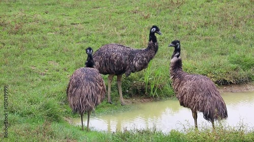 Group Of Emu Birds photo