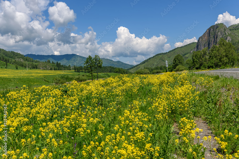 wildflowers meadow mountains yellow