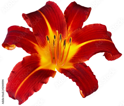 Fototapeta Naklejka Na Ścianę i Meble -  Hemerocallis bud is photographed macro, garden flower, isolated
