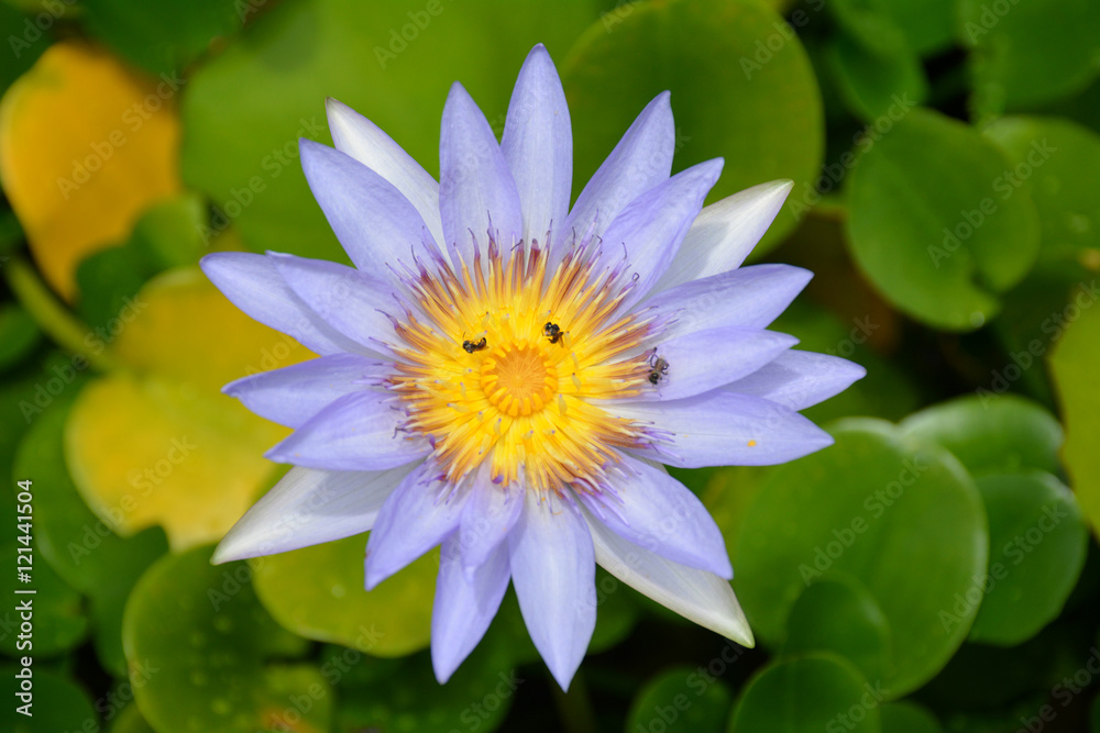 Purple Lotus background blur green leaves.
