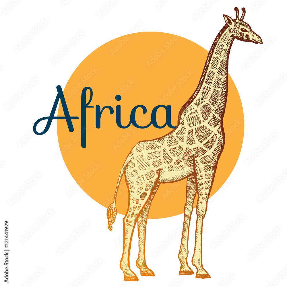 Naklejka premium African animals giraffe.
