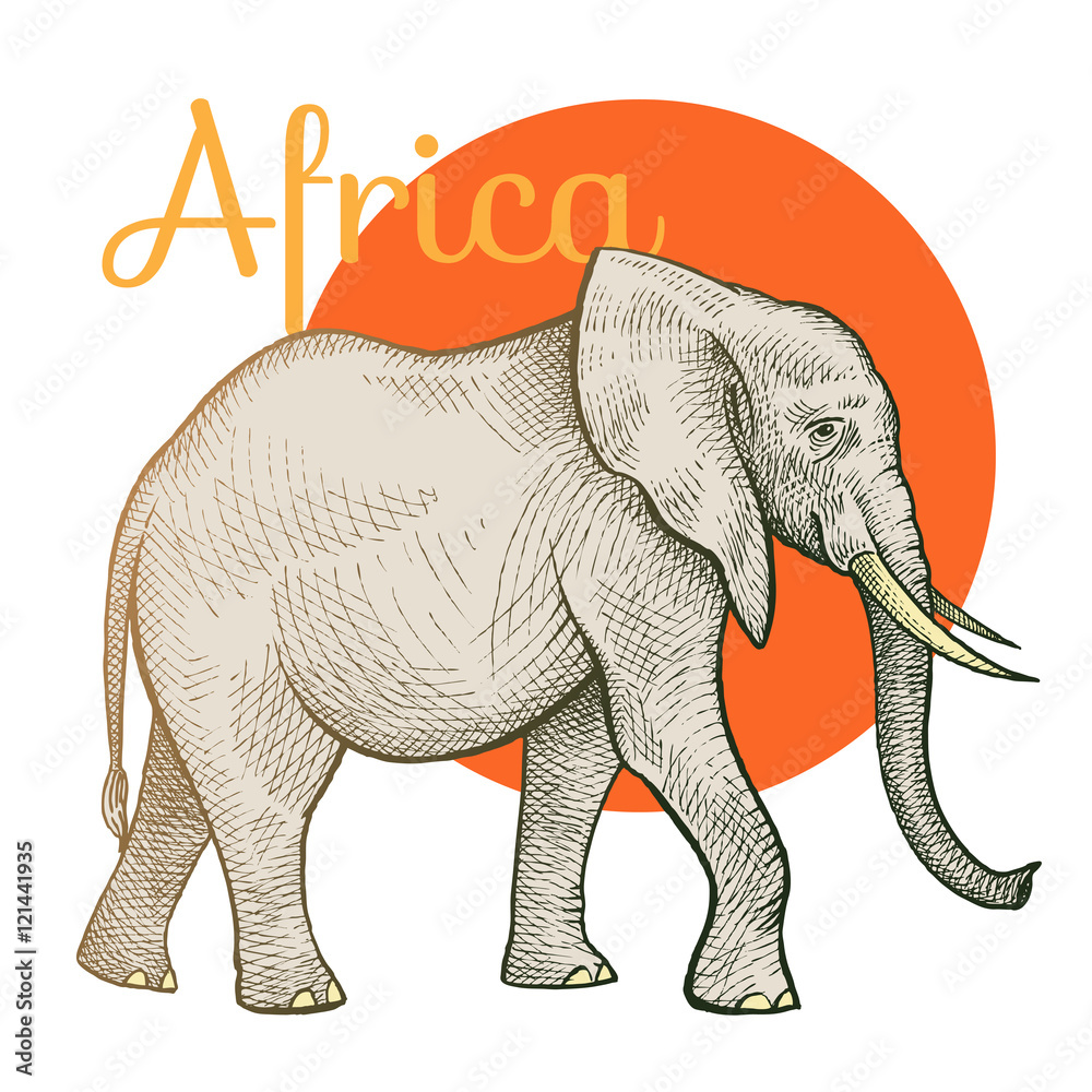Fototapeta premium African animals elephant.