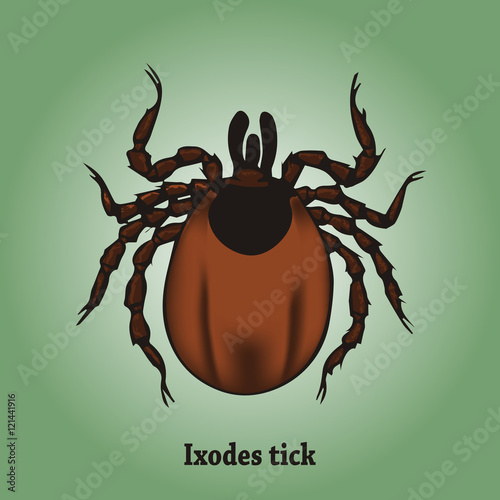 Ixodes tick