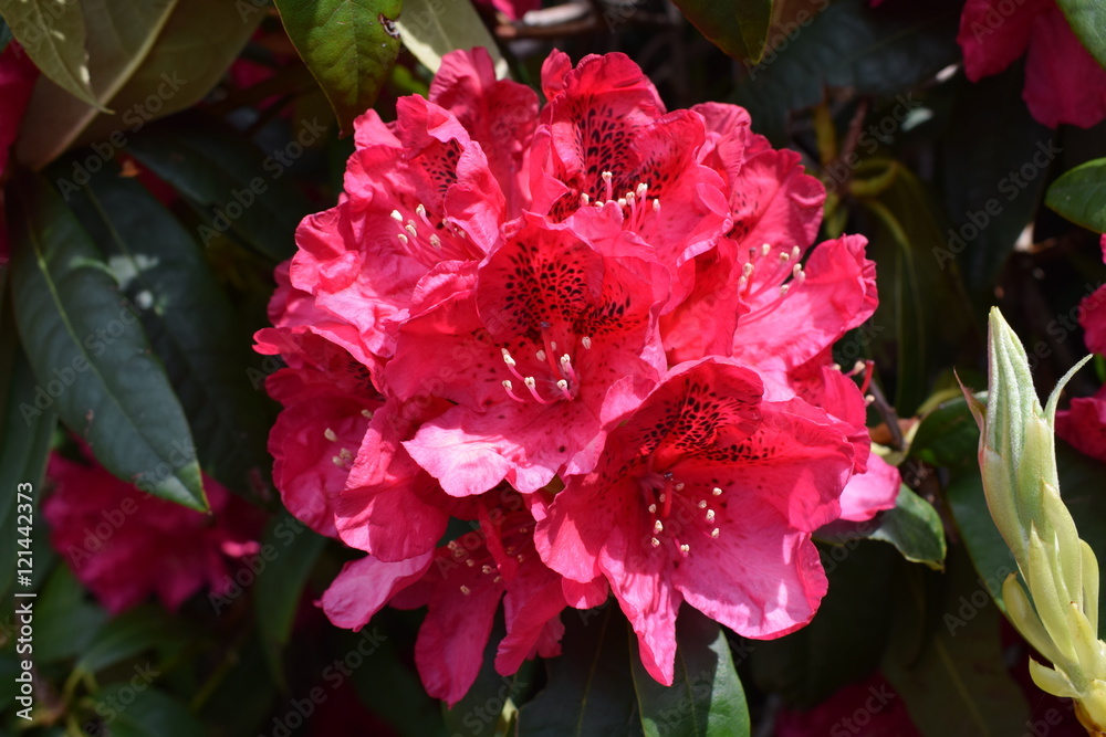 peony peony