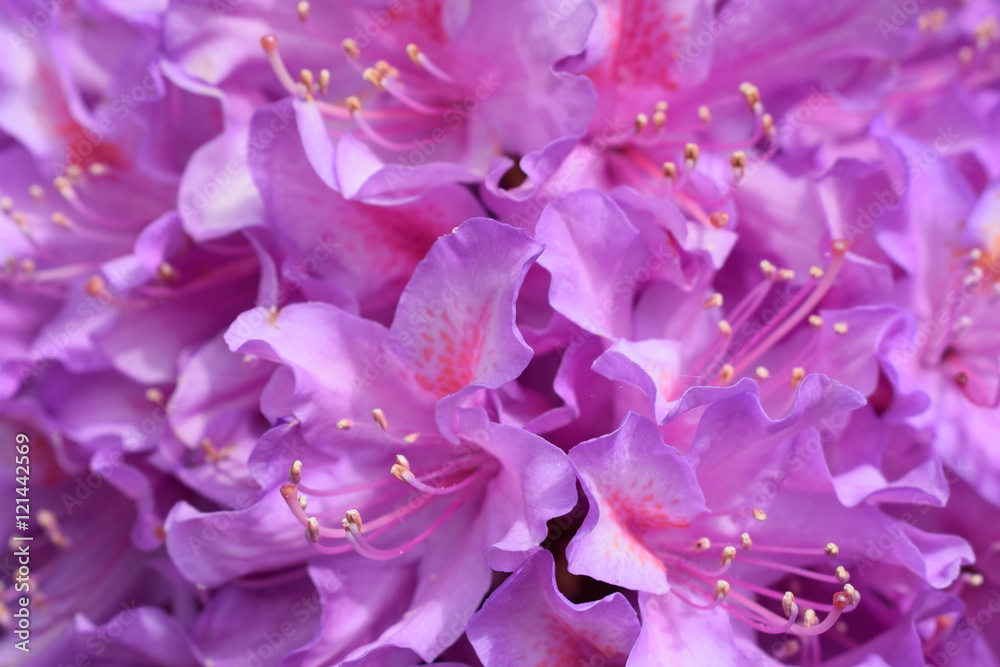 peony