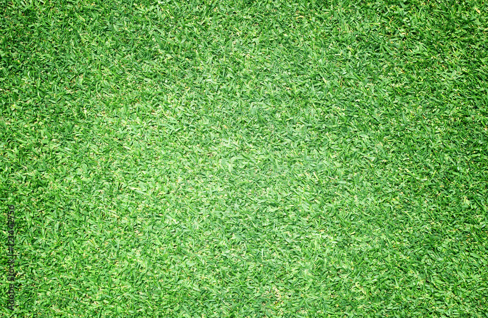 Obraz premium Green grass background