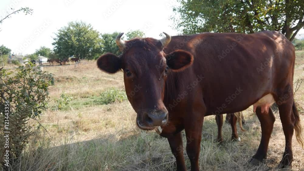 Cow on the Field Eating Grass Cow on the Field Eating Grass