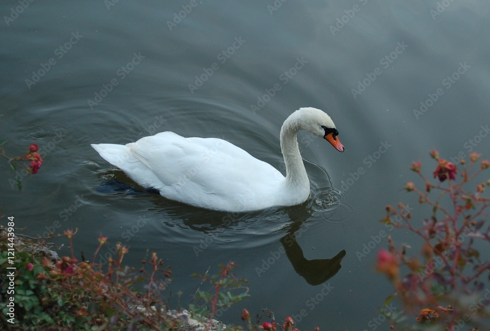 Obraz premium Белый лебедь в осеннем парке 