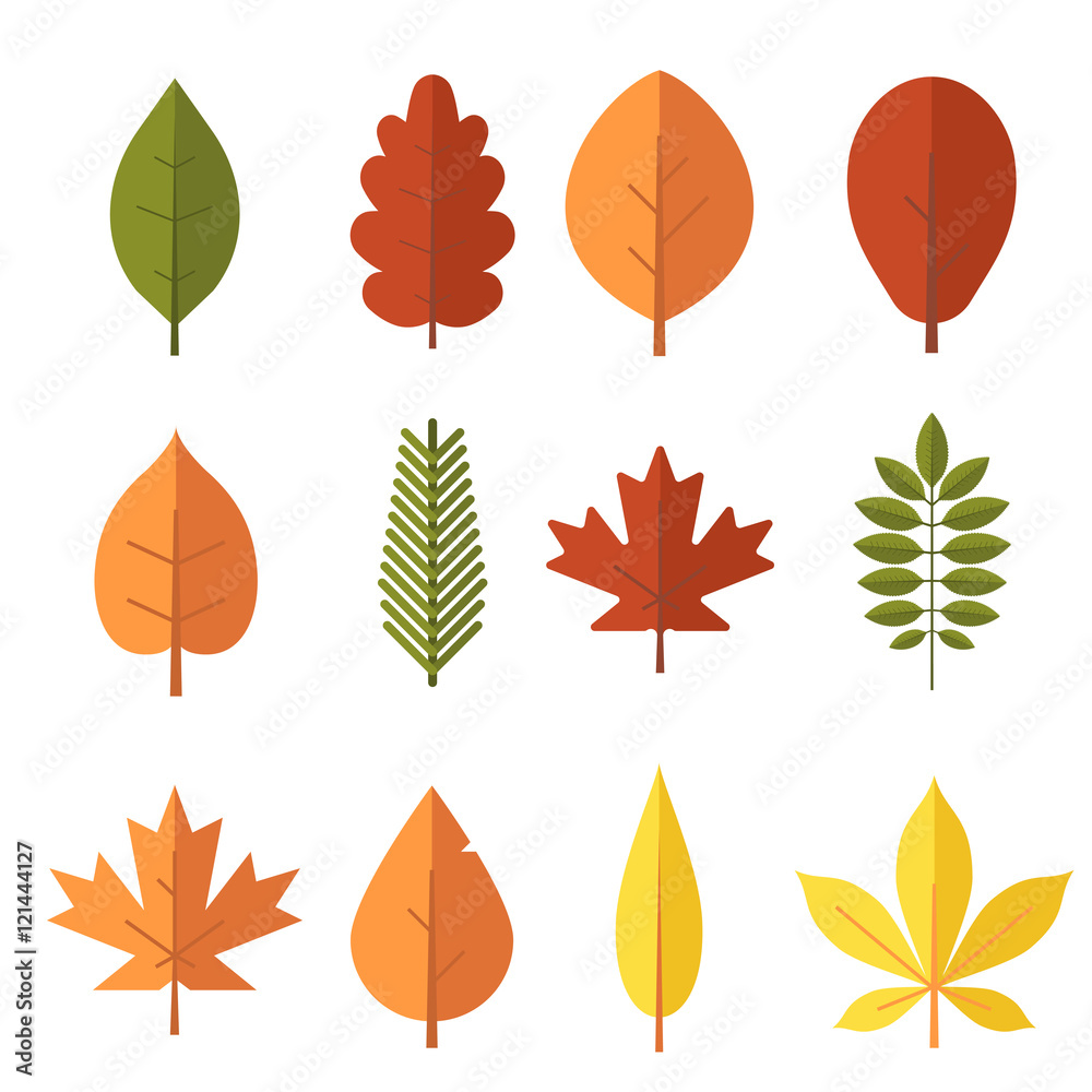 Naklejka premium Jesienny liść zestaw Płaska konstrukcja. Kolekcja zielonych, czerwonych i pomarańczowych opadłych liści jesienią. Klon, świerk, dąb, jarzębina, brzoza i więcej wektor liści na białym tle.