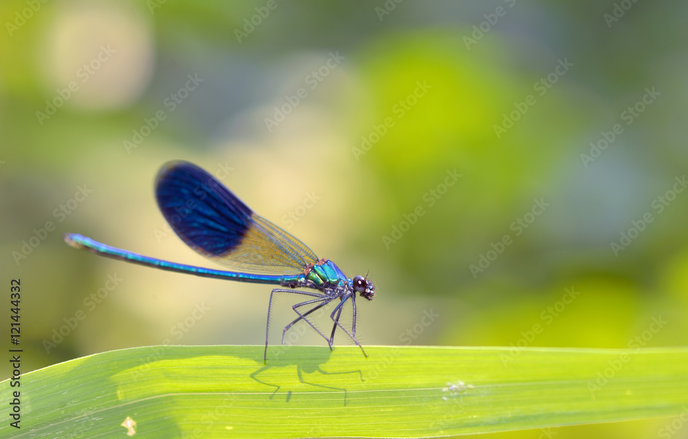 dragonfly in forest dragonfly in forest