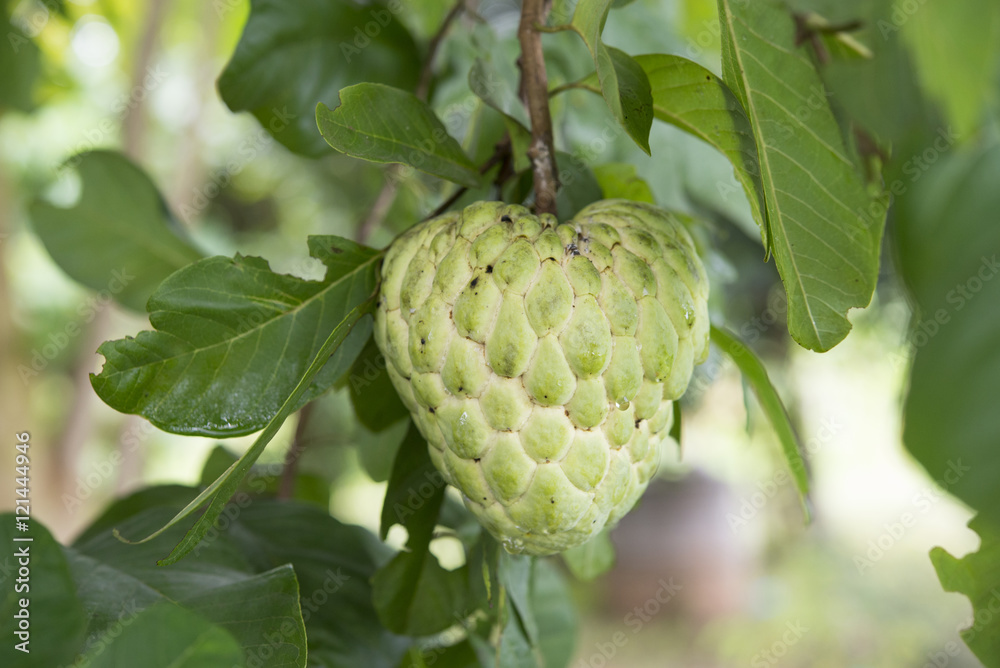 Fototapeta premium custard apple tree in the garden