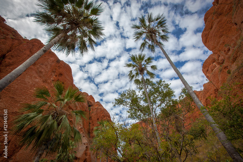 Livistona Light, Echidna Chasm, Purnululu National Park photo