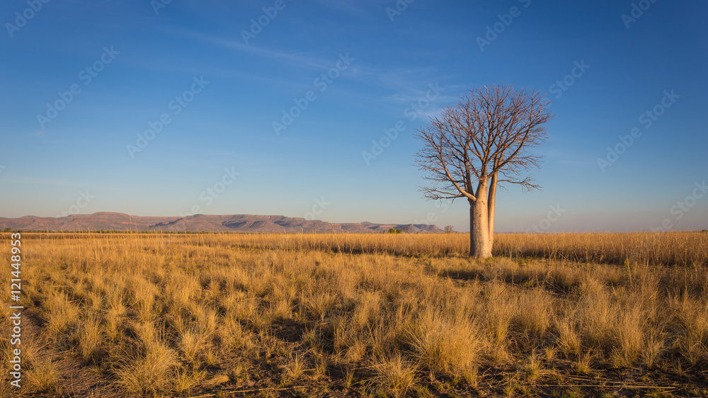 Loneley Boab tree near Gibb River Road in the Kimberley region of Western Australia