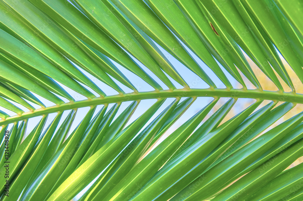 Palm leaf close up Palm leaf close up