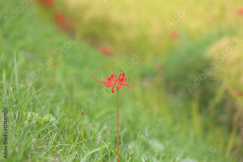 ヒガンバナ 赤い花