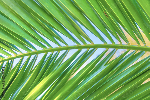 Palm leaf close up