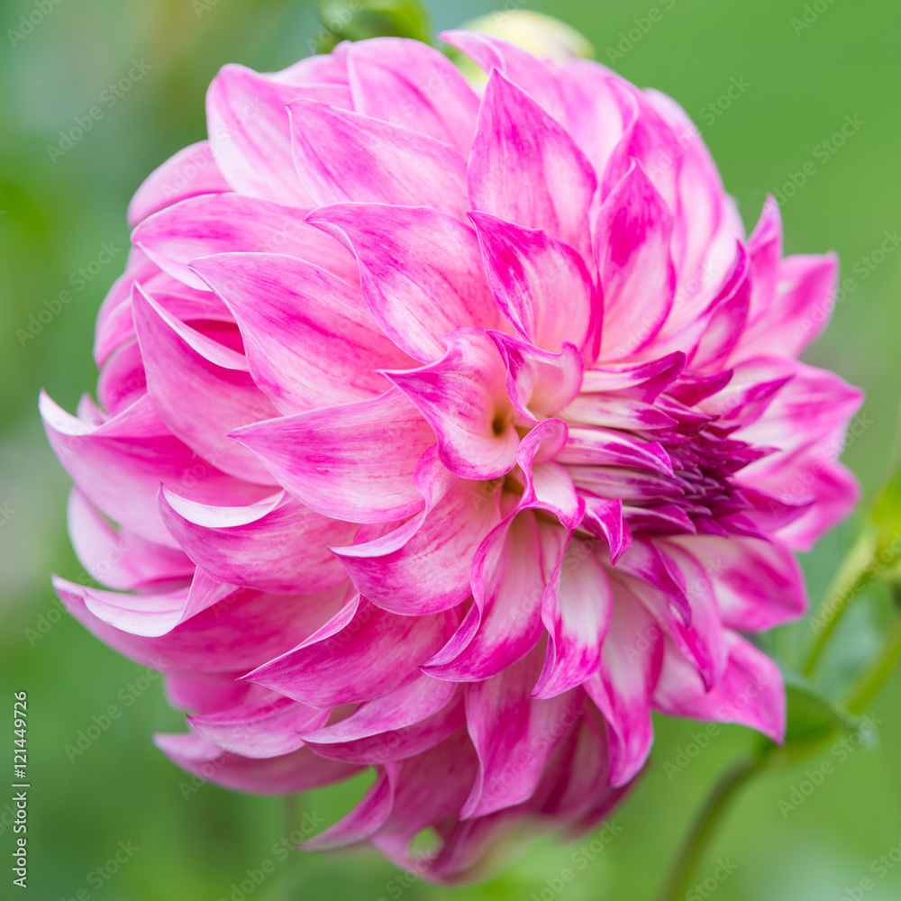 Flower of pink dahlia