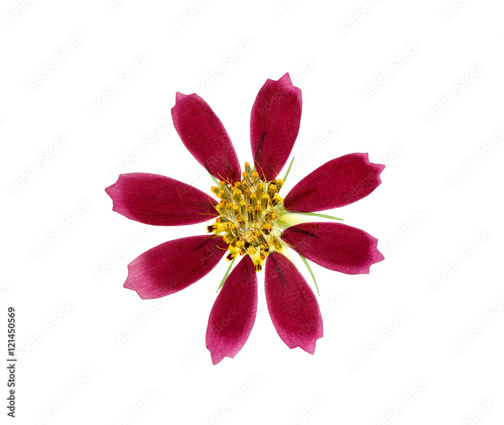 Pressed and dried flower coreopsis. Isolated