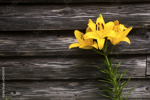 木の壁をバックに黄色いスカシユリの花