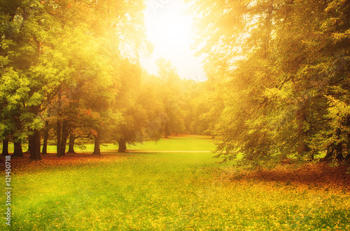 Autumn sunny park with orange trees and meadow , natural seasonal background