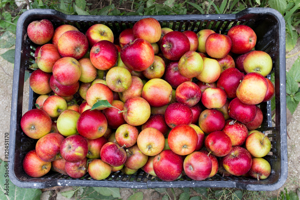 box with apples box with apples