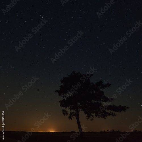 Tree on a background of the starry sky. City street lights on th