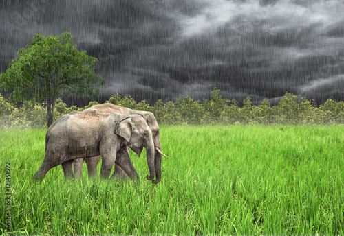 Photography Elephant in the wild . Rainy weather. Country Of Thailand