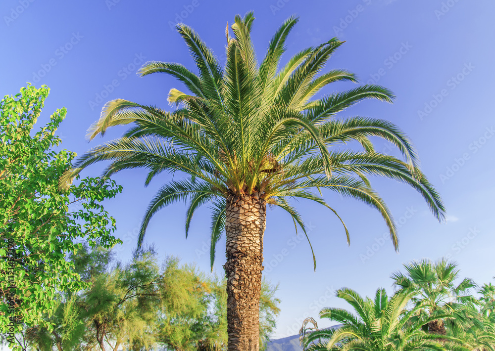 Palm tree high and close with clean sky background
