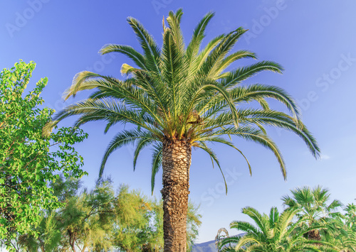 Palm tree high and close with clean sky background