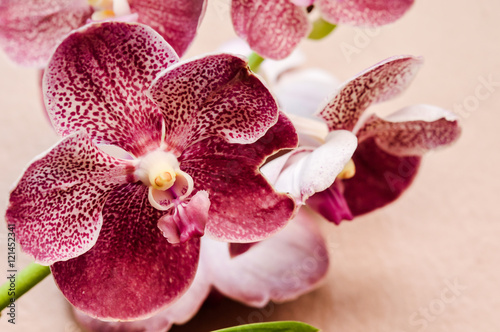 Beautiful pink purple Orchid  Vanda hybrids in garden 