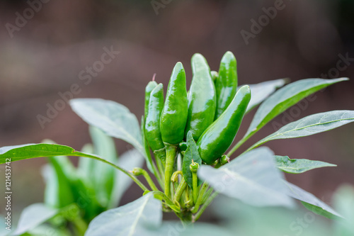 Green peppers on the tree in the garden.    