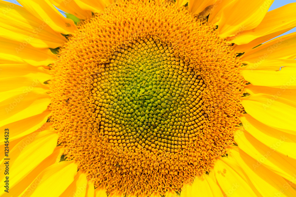 Blooming sunflower close-up view, helianthus background. Blooming sunflower close-up view, helianthus background.
