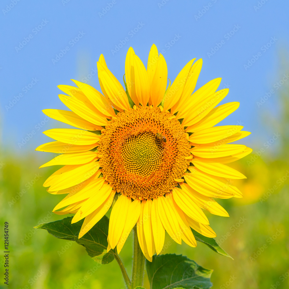 Blooming sunflower in the field under blue sky, bee collects pollen, organic background. Blooming sunflower in the field under blue sky, bee collects pollen, organic background.
