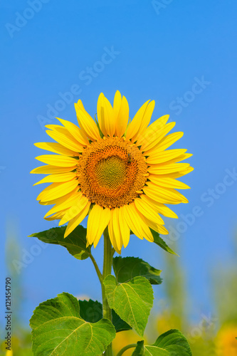 Blooming sunflower in the field under blue sky  bee collects pollen  organic background.