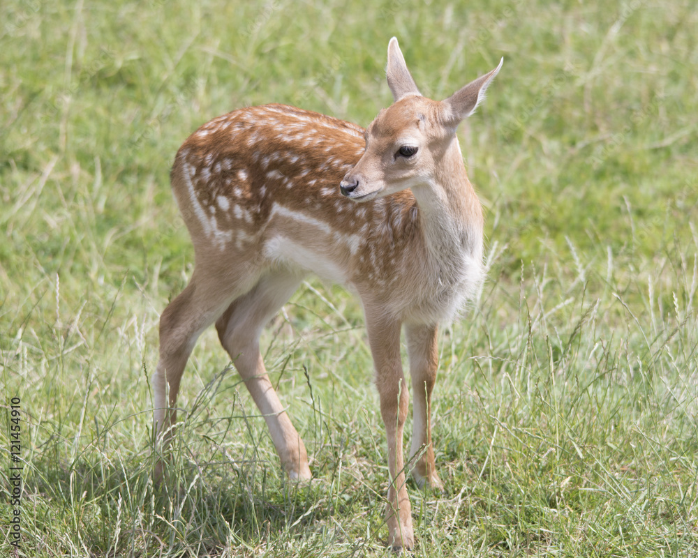 Fallow Deer Fawn Fallow Deer Fawn