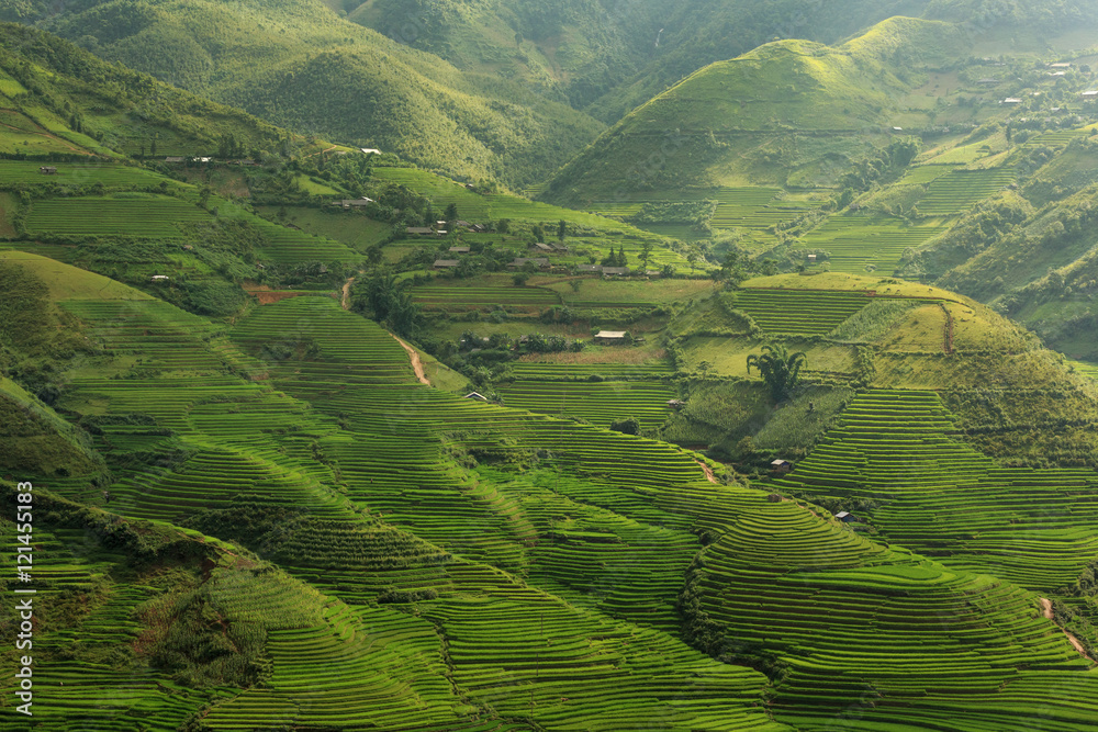  Rice fields on terraced of Tu Le, YenBai, Vietnam - obrazy, fototapety, plakaty 