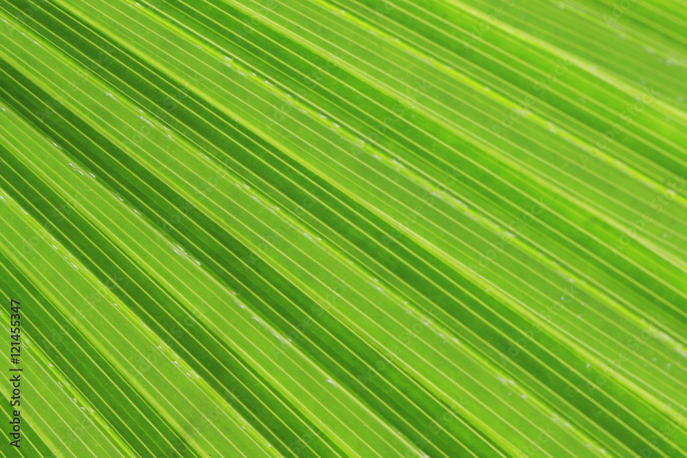green palm tree texture green palm tree texture