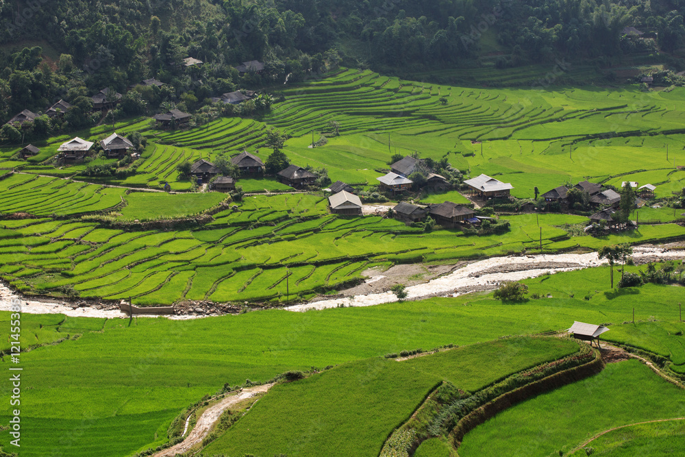 Rice fields on terraced of Tu Le, YenBai, Vietnam