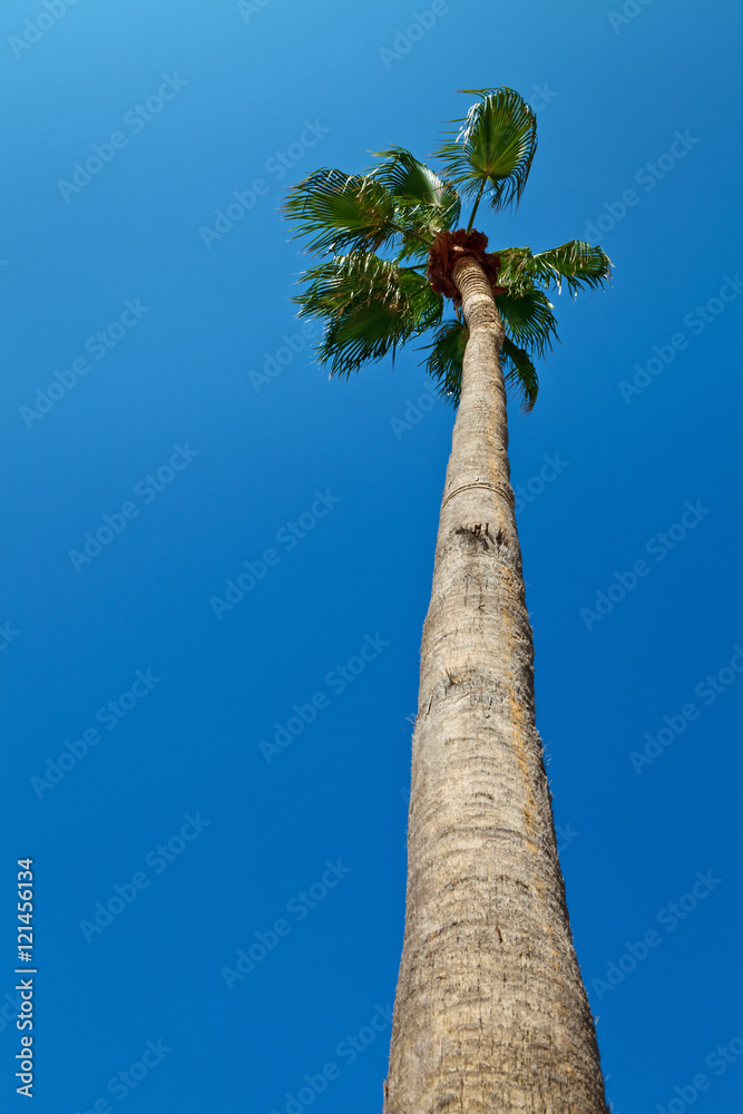 Fototapeta premium Palm tree against clear vibrant blue sky