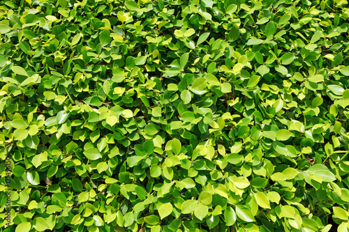 Green leafs wallpaper
