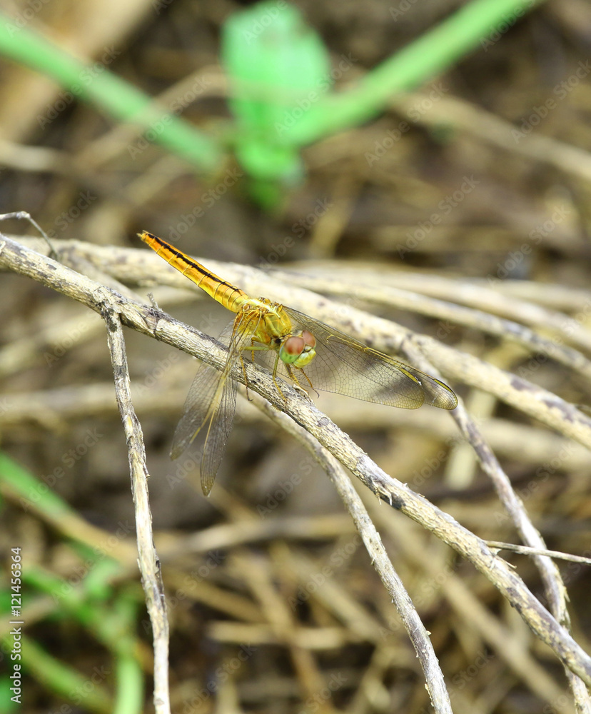 Beautiful dragonfly Beautiful dragonfly