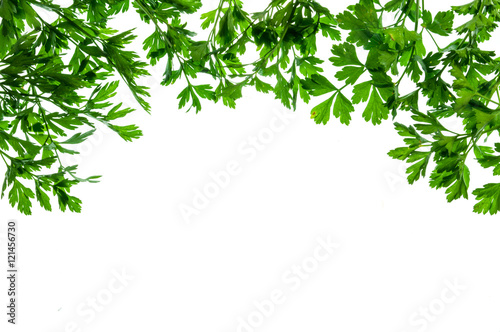 Rectangular frame made of leaves of parsley isolated on white background