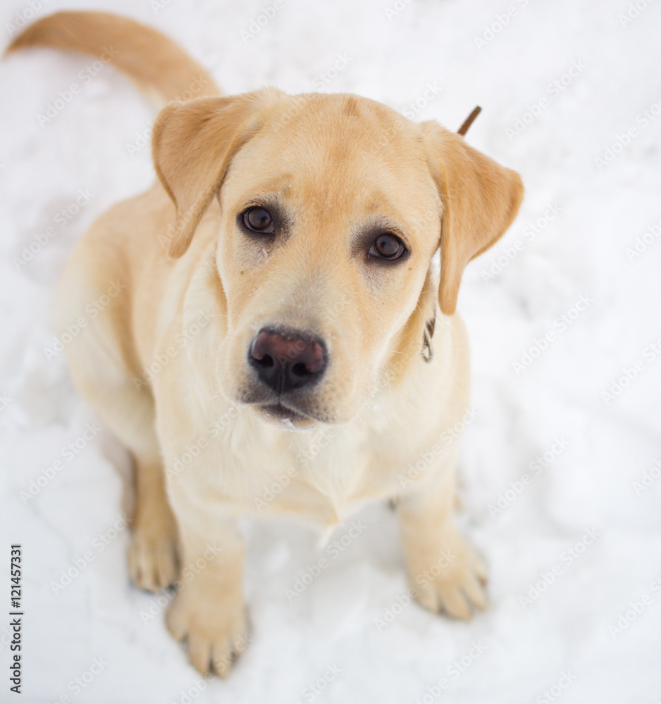 labrador retriever on a winter walk labrador retriever on a winter walk