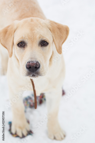 labrador retriever on a winter walk