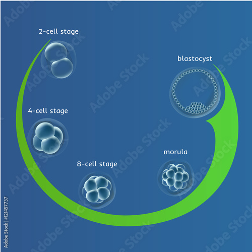 Embryogenesis embryo genesis in vitro IVF , the egg ovum , reproduction in humans illustration for an article, site or typography magazine, brochure, flyer, poster , blue