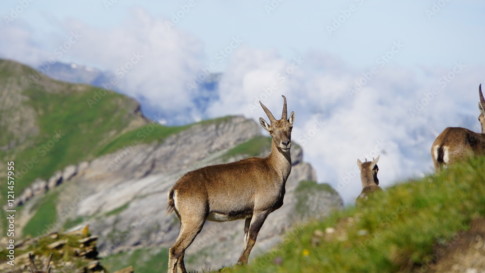 Une belle rencontre avec les bouquetins alpins Une belle rencontre avec les bouquetins alpins