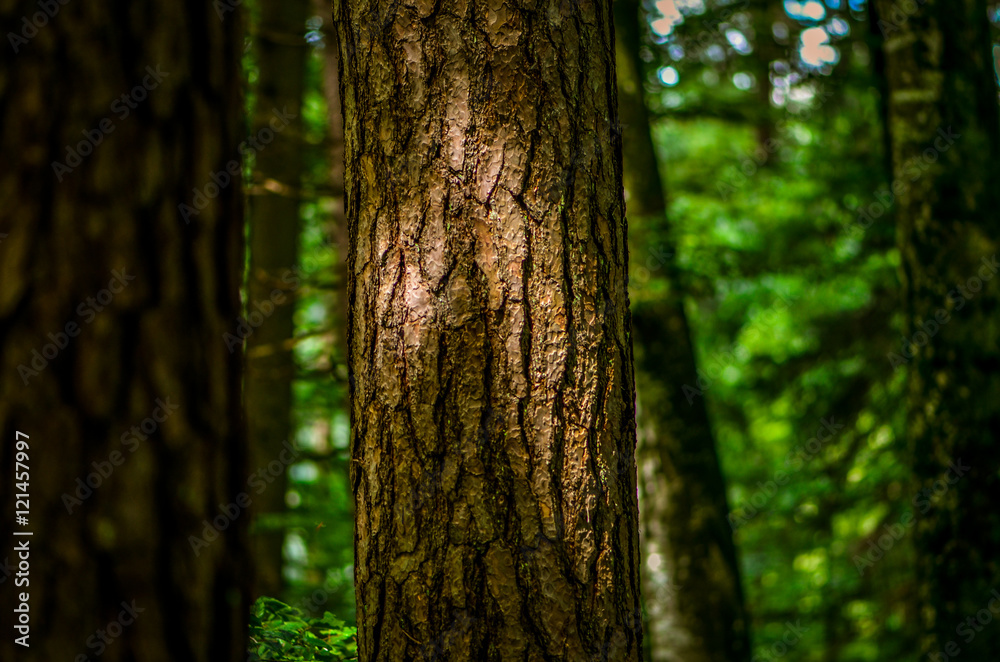 Obraz premium Baum im Wald