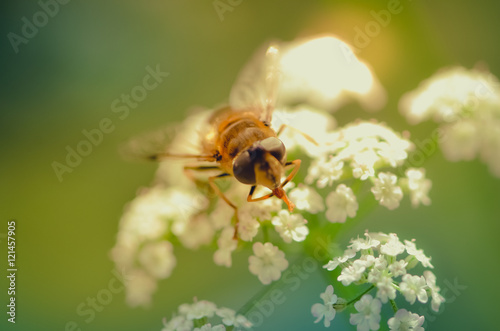 Biene auf der Blume © Hueseyin Tugal