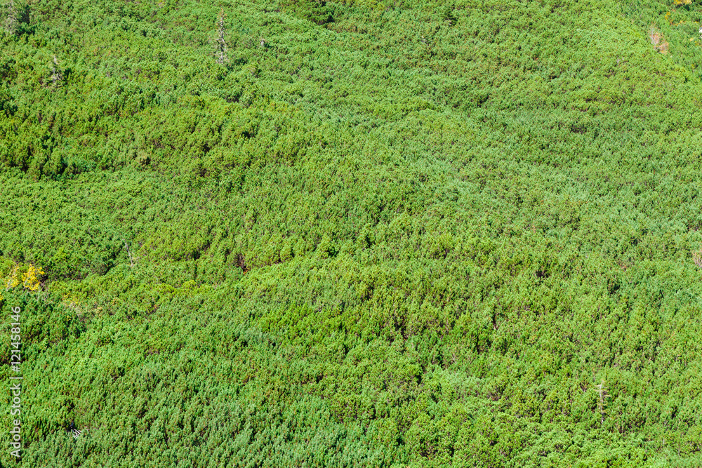 Green field of mountain pine