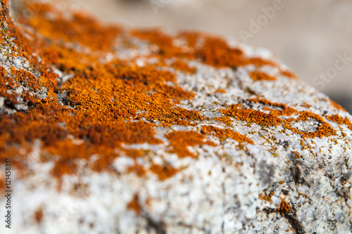 Xanthoria elegans on the rock